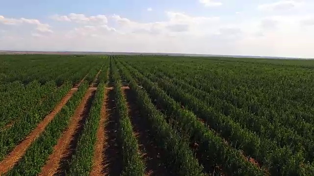 飞过栽下的果树。鸟瞰