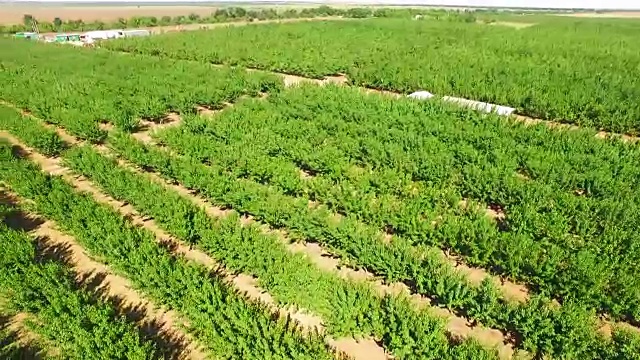 飞过一片种植着成排果树的种植园。鸟瞰