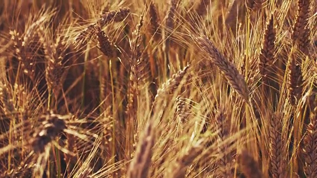 小麦穗在温暖的夏季日落光线