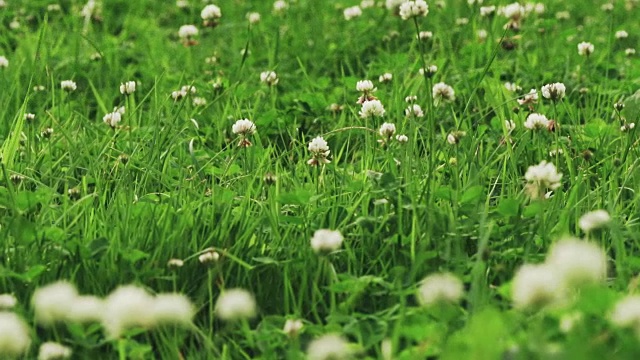 三叶草草甸盘视频与焦点拉在夏日