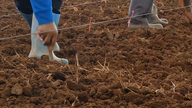 特写农民在热带地区的旱地上用老方法种植玉米