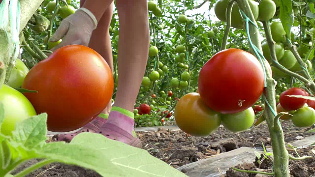 温室蔬菜收获季节