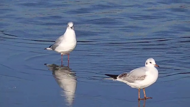 加里宁格勒塔顶湖上的海鸥
