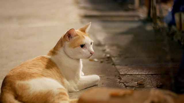 红色和白色的流浪猫躺在地上的夜晚街道