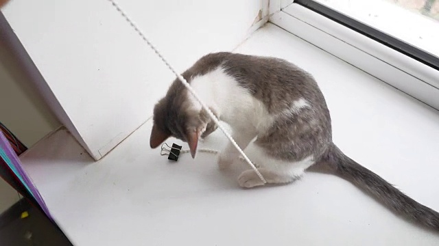 小猫在玩绳子。宠物猫小室内
