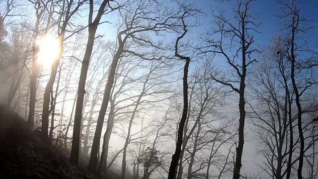 森林中的雾，落叶林，冬天，自然公园Spessart, Franconia, Bavaria, 4k