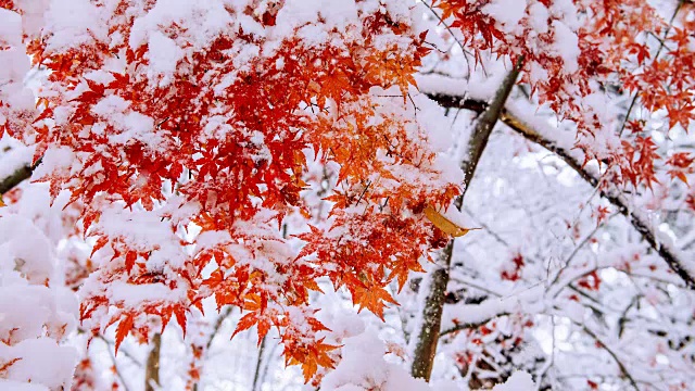 红枫和雪花。