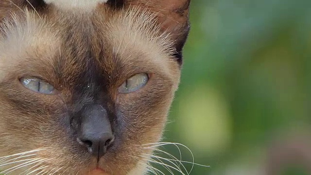 猫眼的特写