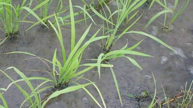 水流入稻田