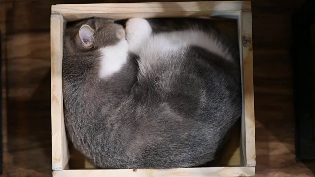 4k视频的可爱小猫猫