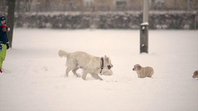 孩子们在雪中与白色金毛猎犬、拉布拉多小狗和小狗玩耍