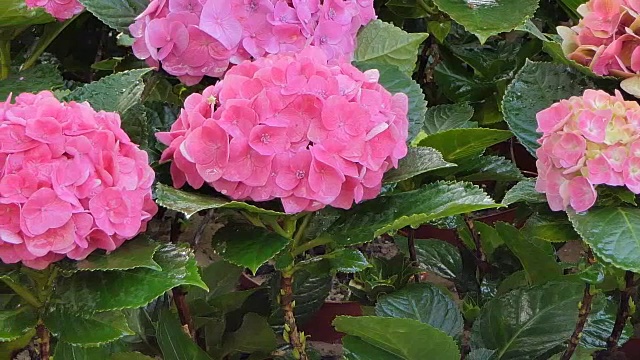 粉红绣球花在花圃里。