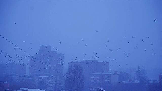 一群乌鸦在建筑物周围飞来飞去。