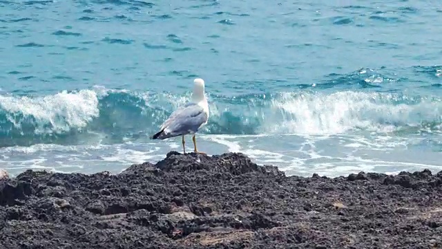 海鸥站在西班牙马略卡岛的海滩上飞翔