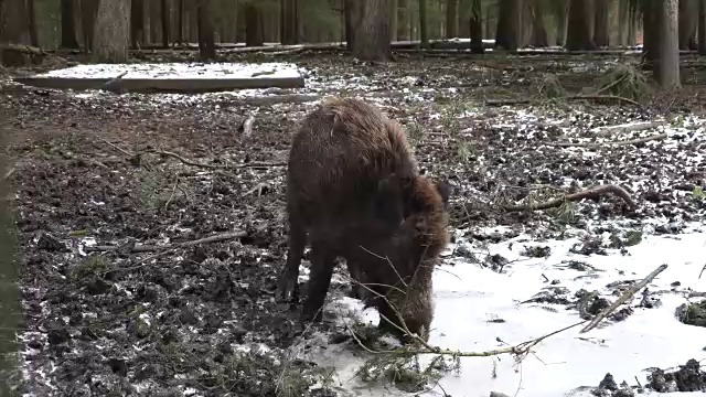 寻找食物的野猪和雌性野猪