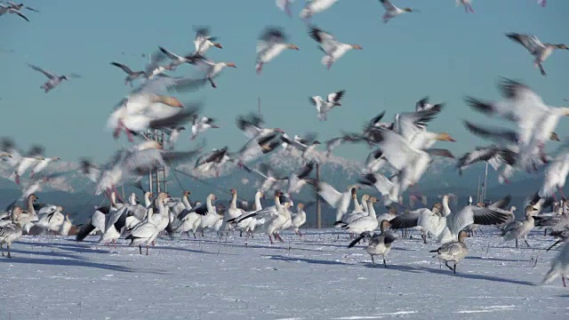 雪鹅降落，加里点，慢镜头4K超高清