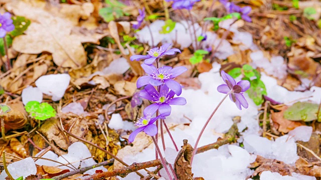 春花融雪，时光流逝