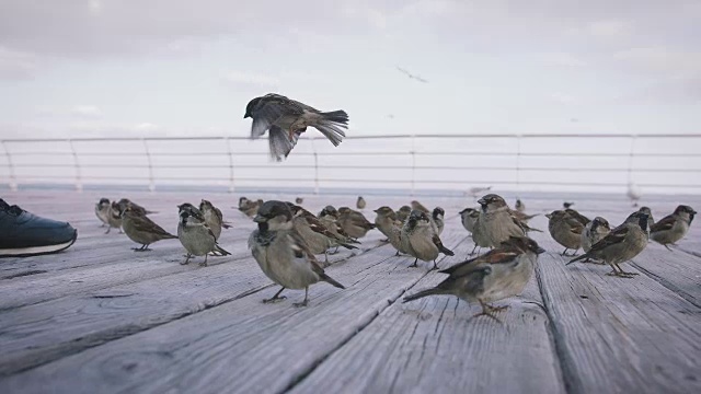 一群麻雀在海边吃面包屑