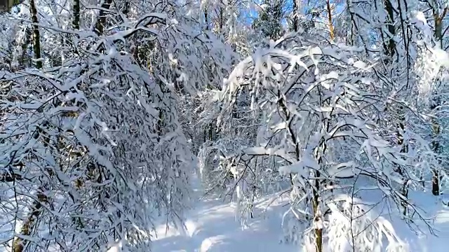 森林里白雪皑皑的树枝。冬天的童话背景