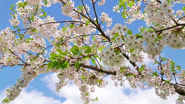 蓝色的天空映衬着日本樱花的花朵