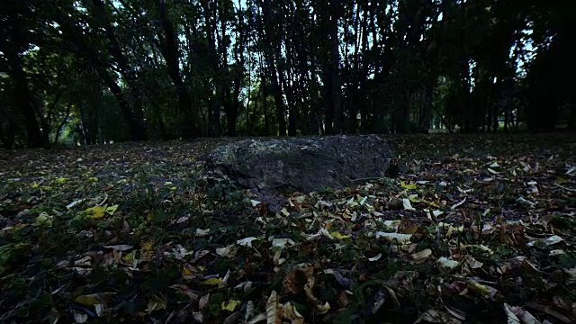 在地面上方的森林里飞翔