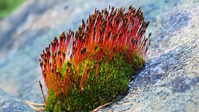 石头上的苔藓开着红花