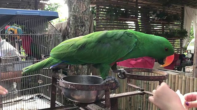 喂一只可爱的鹦鹉或鹦鹉鸟。