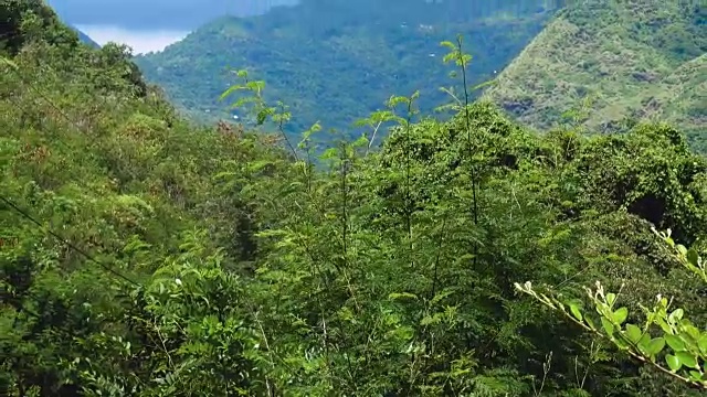 自然景观热带岛屿与落基山脉长满茂密的绿色丛林树，棕榈树和海水的海洋