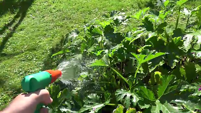 园丁手持水龙带喷雾器工具浇灌西葫芦蔬菜植株。FullHD