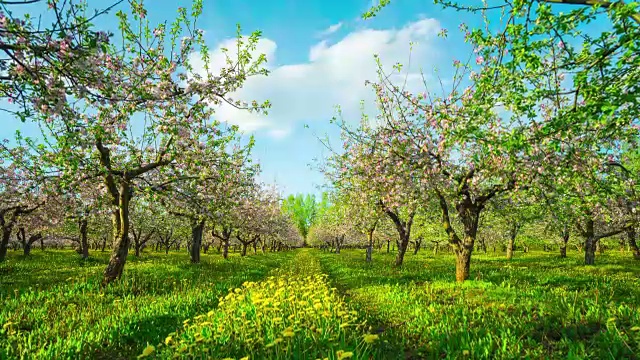 苹果园开花，延时滑块