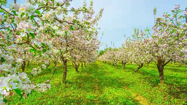 苹果园开花，延时滑块