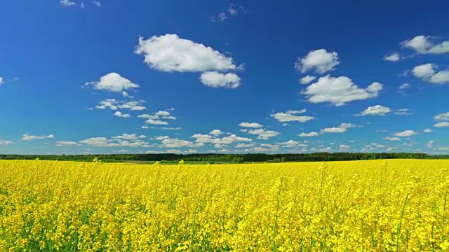 油菜,全景