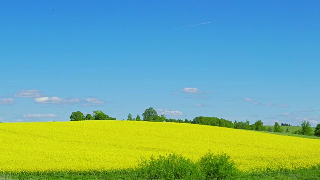 油菜,全景