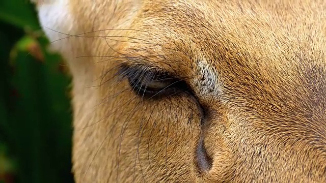 鹿眼躺在灌木丛中。泰国