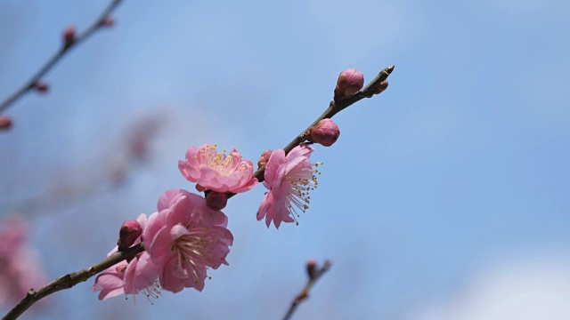 梅花，预示着日本春天的到来