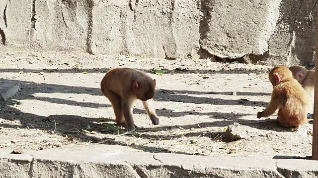 日本的猴子像人类一样行事