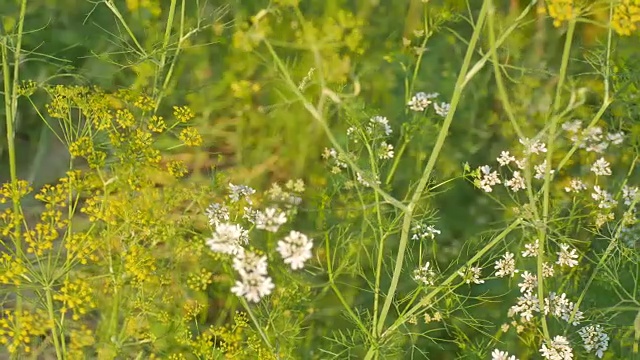 黄色和白色的芫荽花