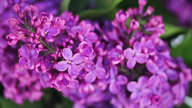 紫丁香花闭合了