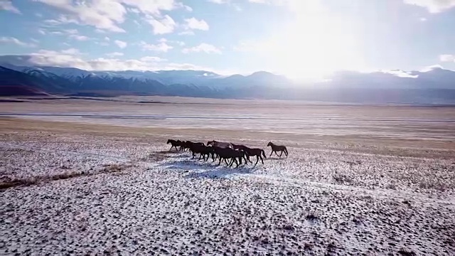 空中野马牧马，冬雪草甸快。冬天的范围。可怜的食物。野生野生马。鹿群在群山间的雪地上疾驰。