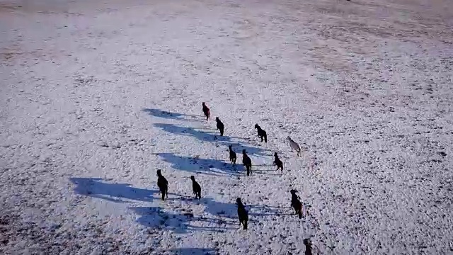 空中野马牧马，冬雪草甸快。冬天的范围。可怜的食物。野生野生马。鹿群在群山间的雪地上疾驰。