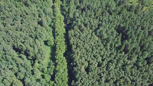 鸟瞰图，一条被松树林包围的夏季道路。夹。森林中道路的俯视图