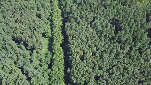 詳情圖-鳥瞰圖，一條被松樹林包圍的夏季道路。夾。森林中道路的俯視圖