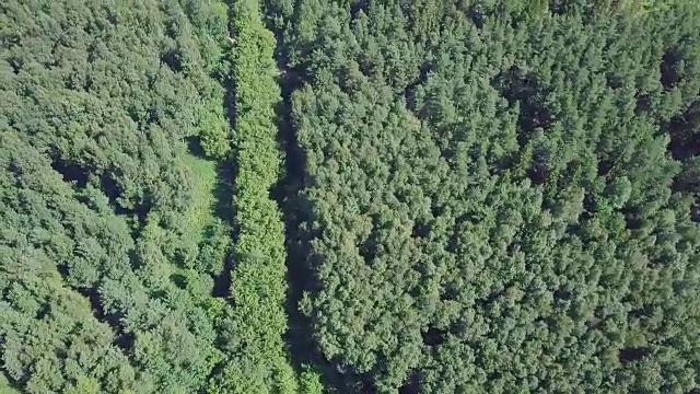詳情圖-鳥瞰圖，一條被松樹林包圍的夏季道路。夾。森林中道路的俯視圖