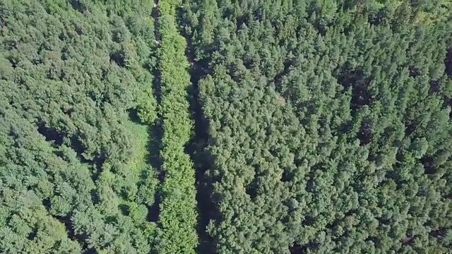 詳情圖-鳥瞰圖，一條被松樹林包圍的夏季道路。夾。森林中道路的俯視圖