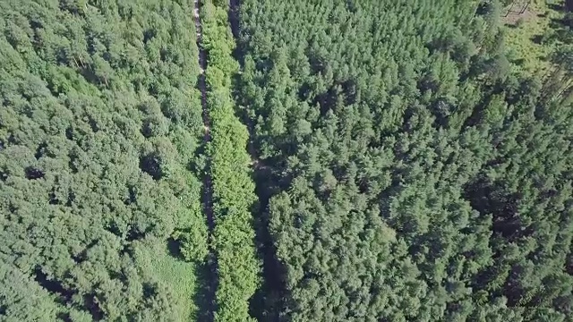 鸟瞰图，一条被松树林包围的夏季道路。夹。森林中道路的俯视图