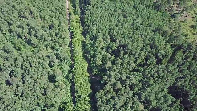 詳情圖-鳥瞰圖，一條被松樹林包圍的夏季道路。夾。森林中道路的俯視圖