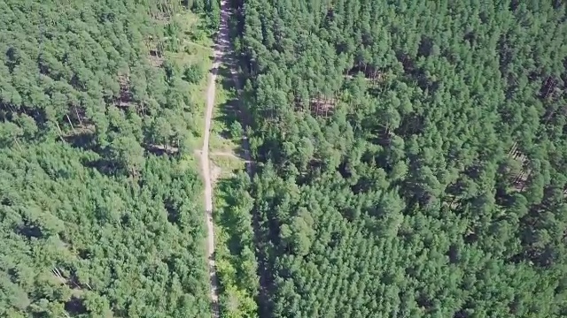 詳情圖-鳥瞰圖，一條被松樹林包圍的夏季道路。夾。森林中道路的俯視圖
