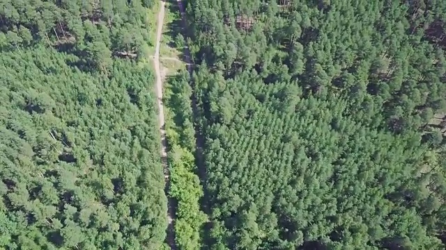 詳情圖-鳥瞰圖，一條被松樹林包圍的夏季道路。夾。森林中道路的俯視圖