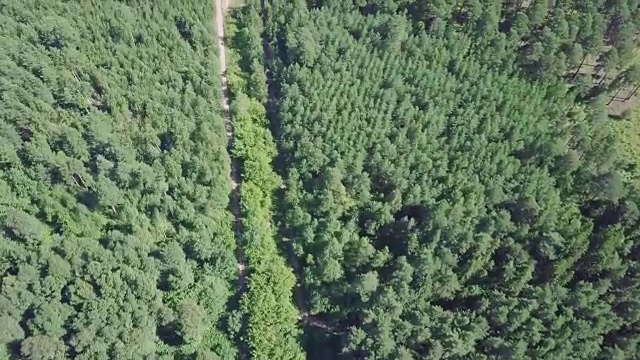 詳情圖-鳥瞰圖，一條被松樹林包圍的夏季道路。夾。森林中道路的俯視圖