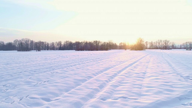 冬天，狗在雪地里蹦蹦跳跳